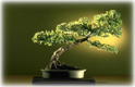 Bonsai